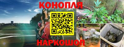 сатива Будённовск