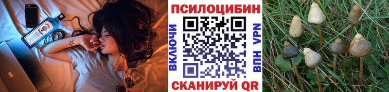 продажа наркотиков Ирбит Псилоцибиновые грибы Psilocybine cubensis