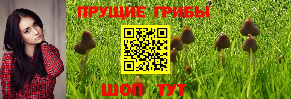 закладки  Вход с VPN  Галлюциногенные грибы MAGIC MUSHROOMS  Ирбит  Псилоцибиновые грибы MAGIC MUSHROOMS 